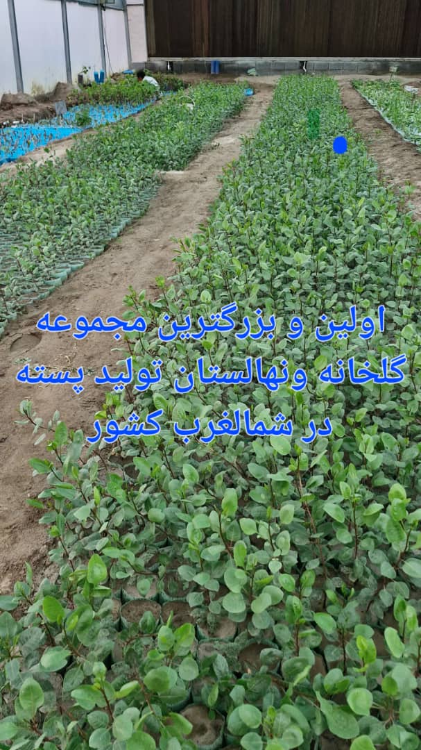 WhatsApp Image 2025-05-15 at 8.57.38 AM